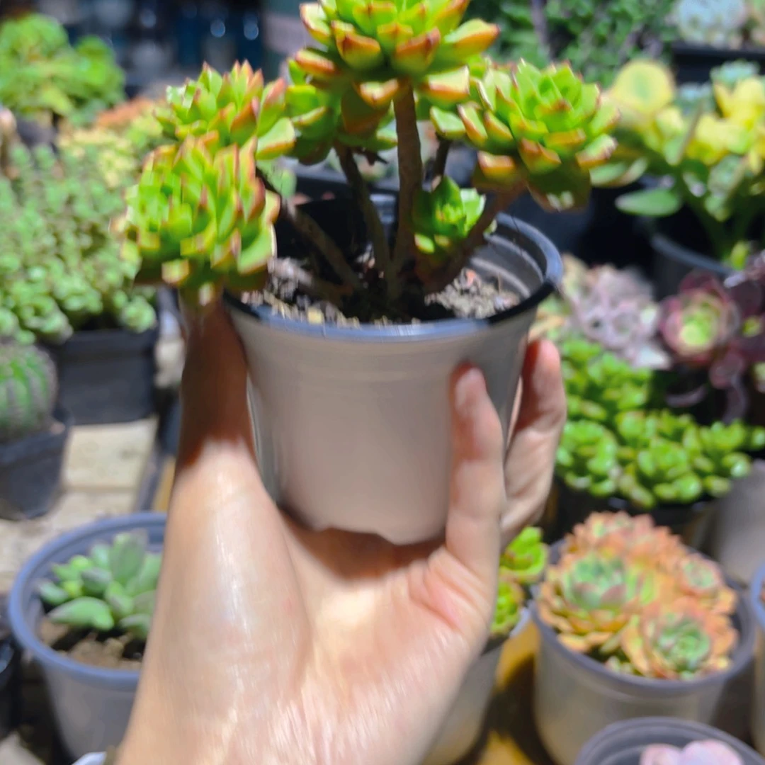 大***姨整桩整群老桩火焰蒂亚新疆包邮