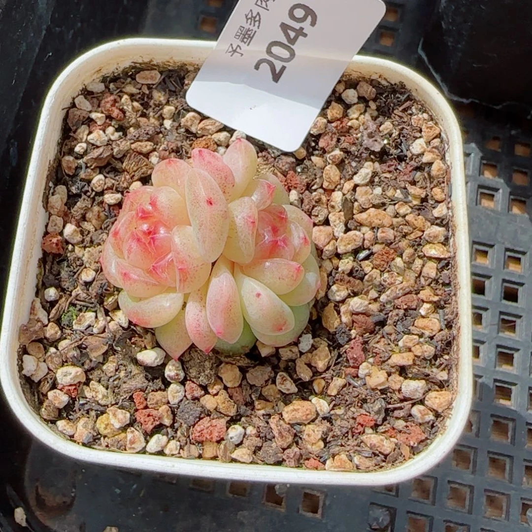 甜心，2049多肉植物