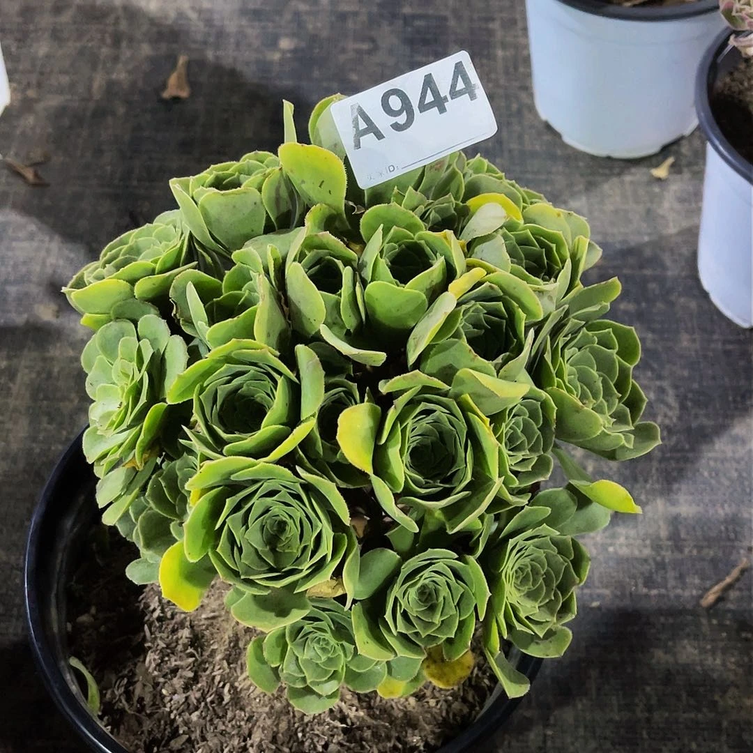 岁**匆944福利带土球