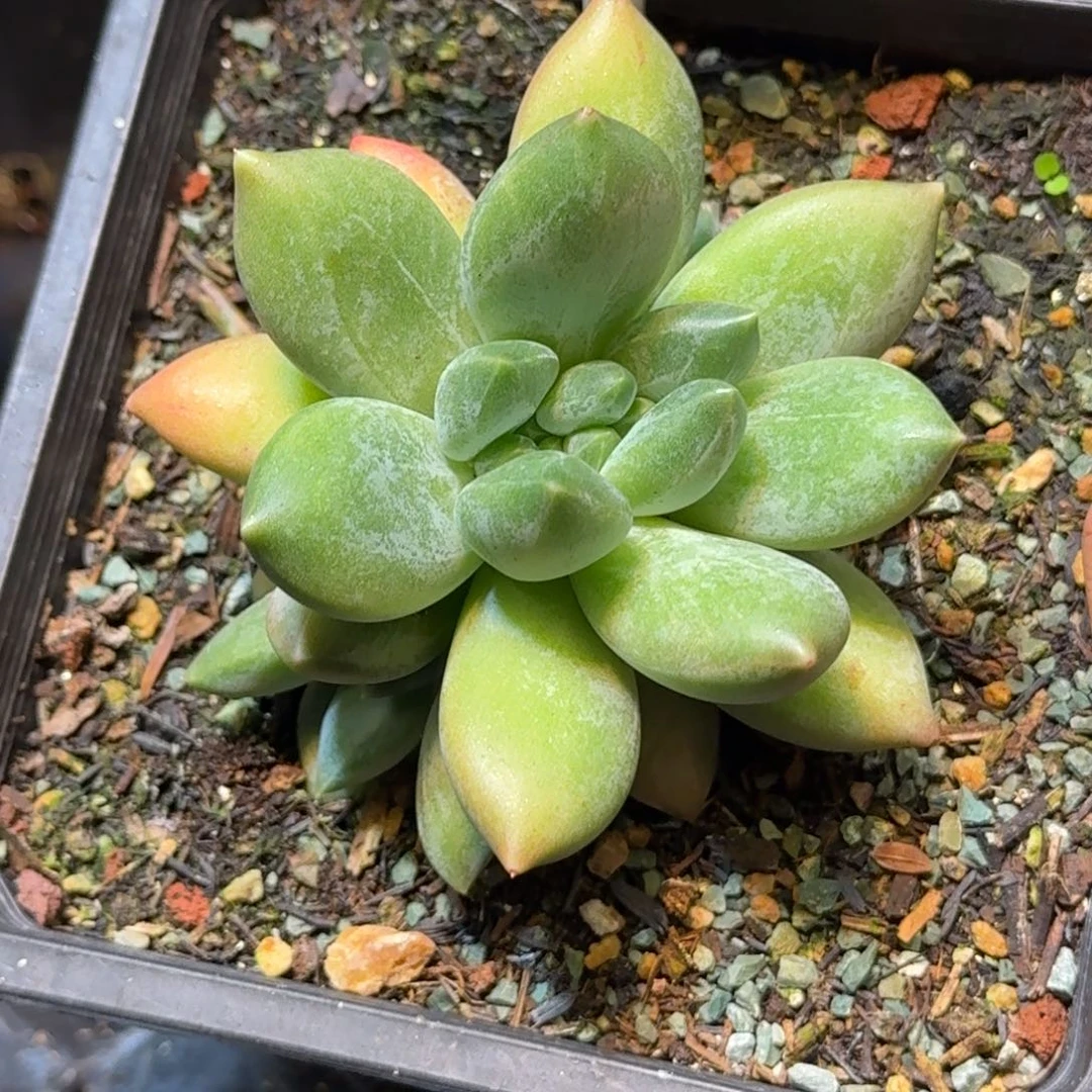 多肉植物彩体重楼615