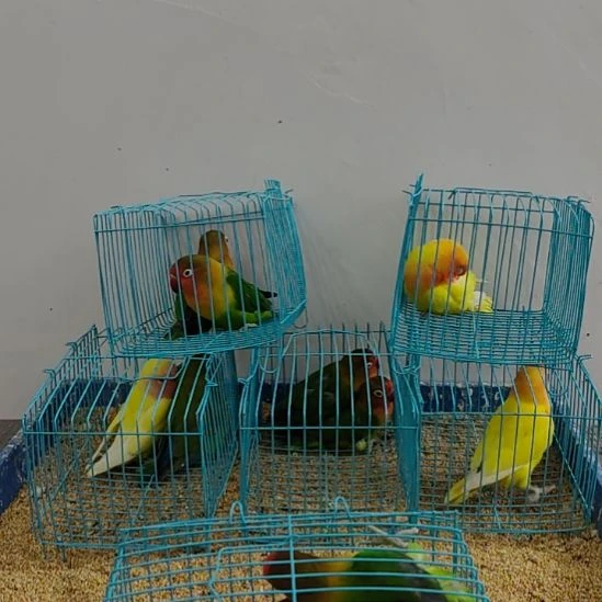 虎皮鹦鹉牡丹鹦鹉鹦鹉2只