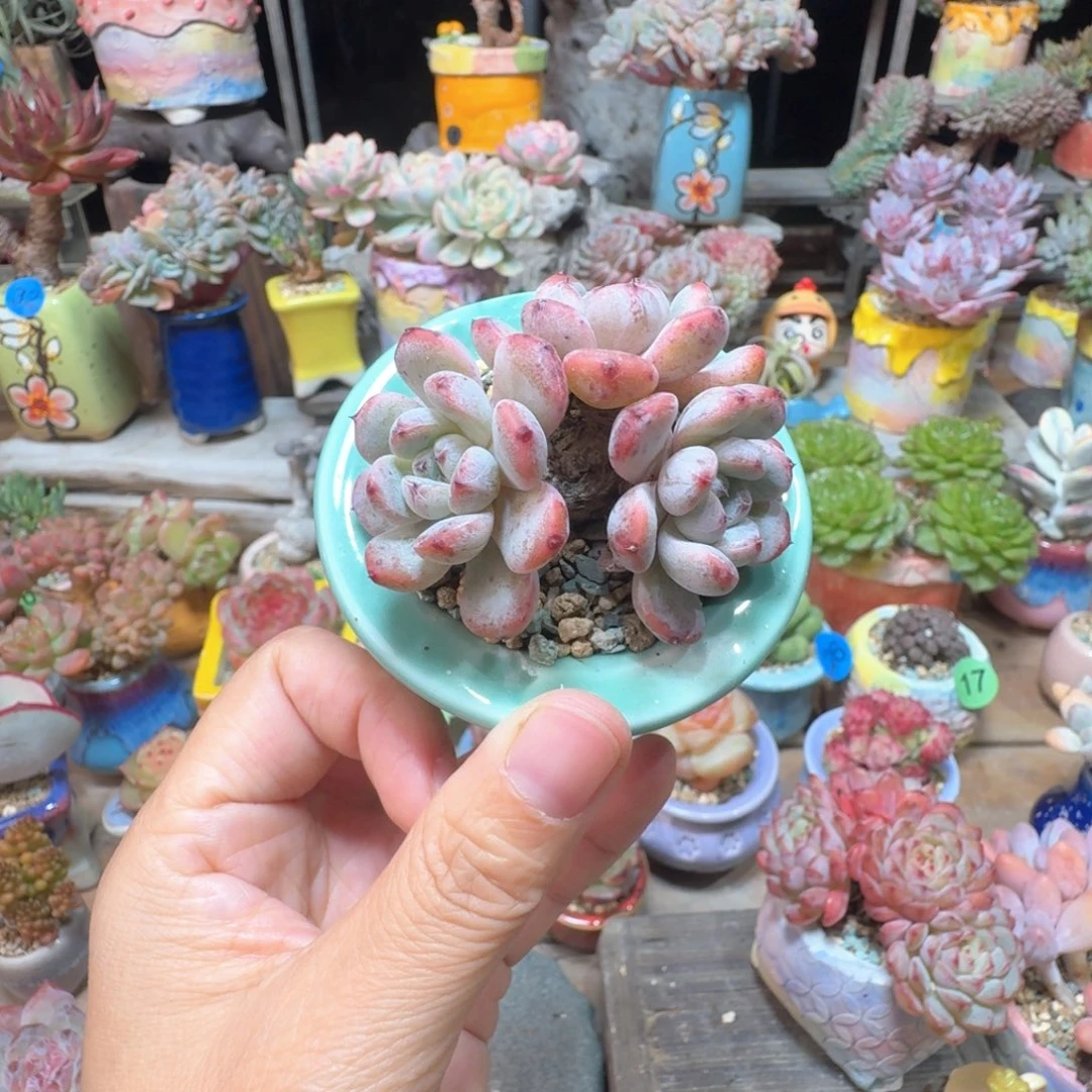 雪爪多肉含盆土 一物一拍