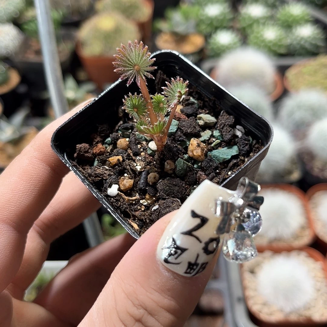 红棕榈幸运草酢浆草单头发货