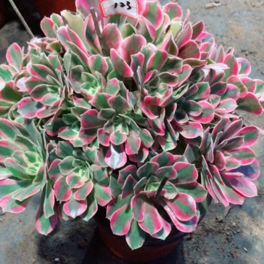 欣***窗无花朵女妖法师多肉植物123号