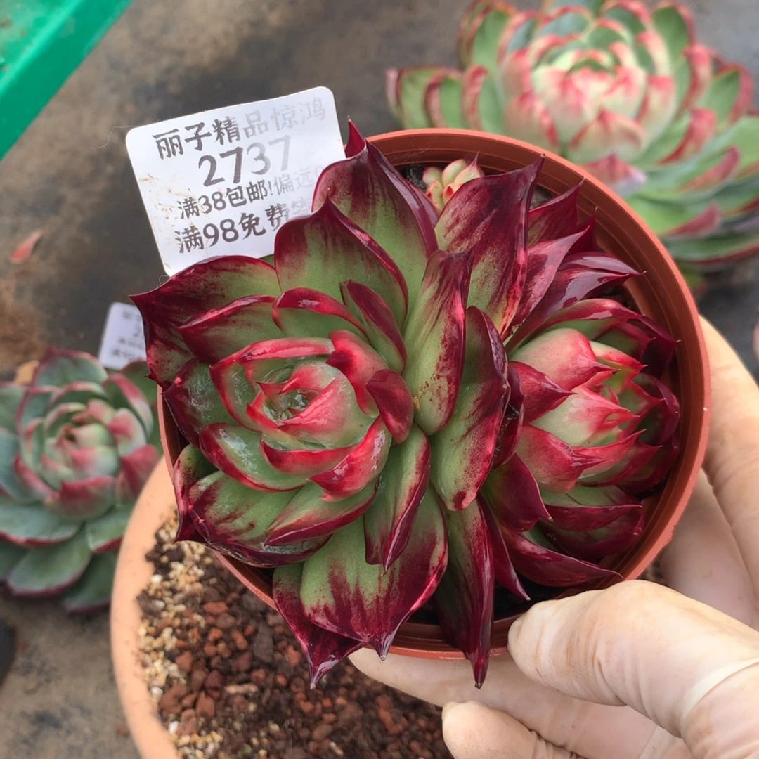 2737号多肉植物惊鸿10厘米