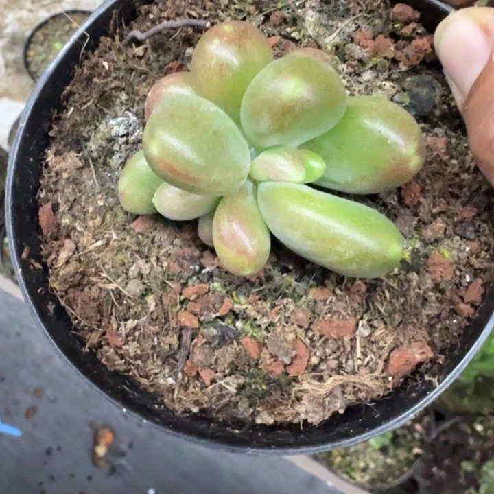 摩尔根 石化 一物一拍