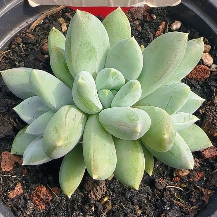 美人1104多肉植物