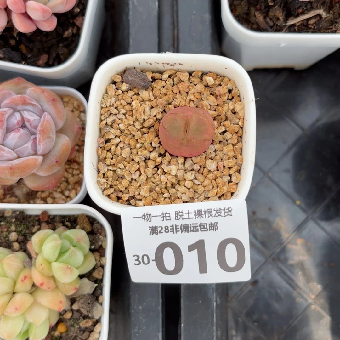 毛汉尼多肉多肉多肉