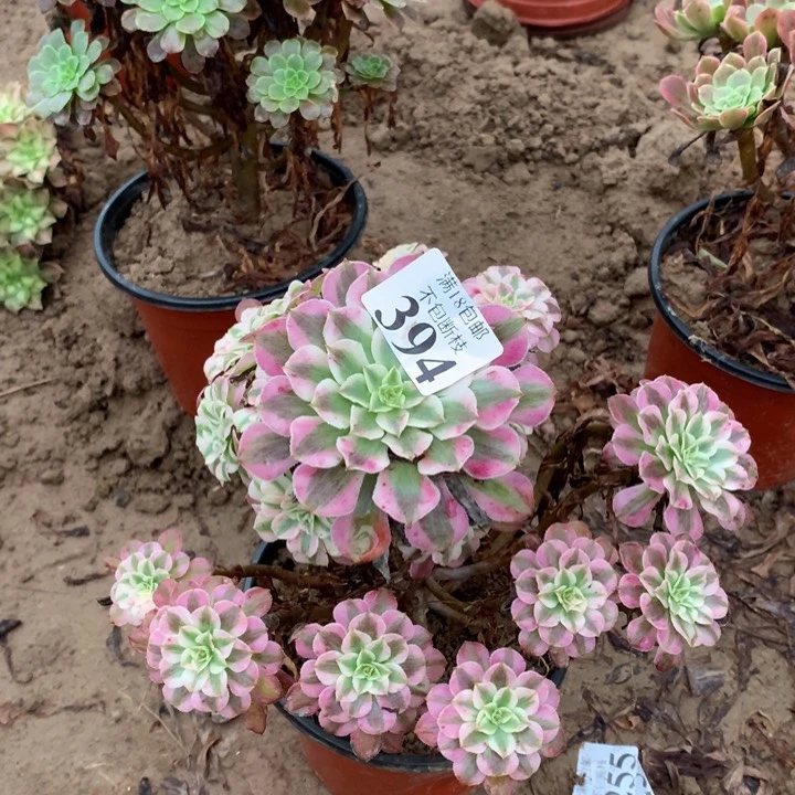 394铜壶白手捧2号
