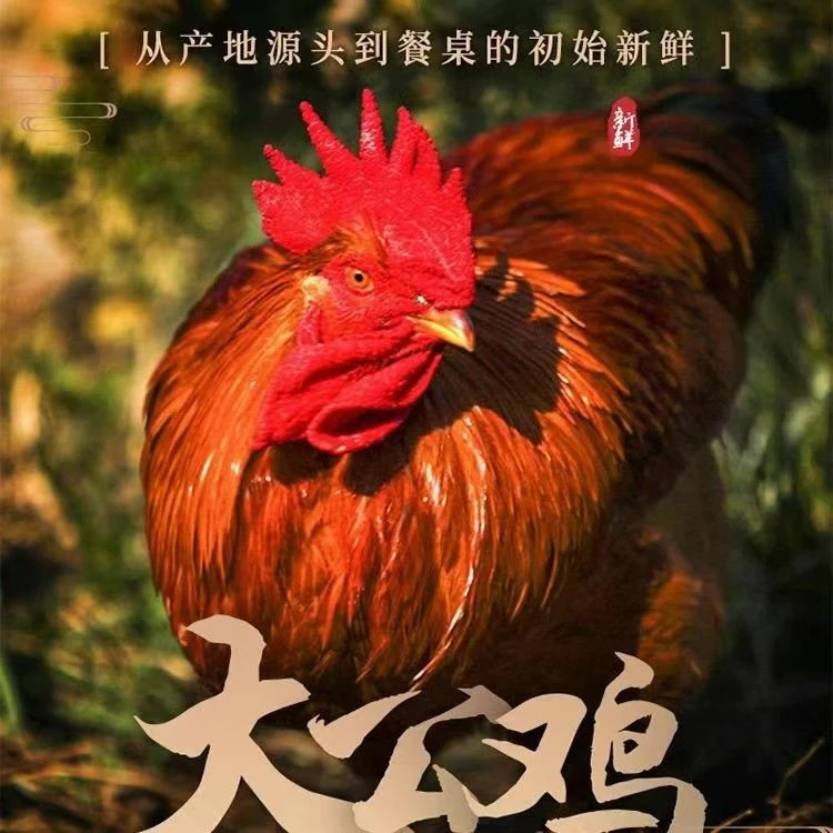 农村散养大公鸡一年左右 五谷杂粮 现宰现发 冷链发货