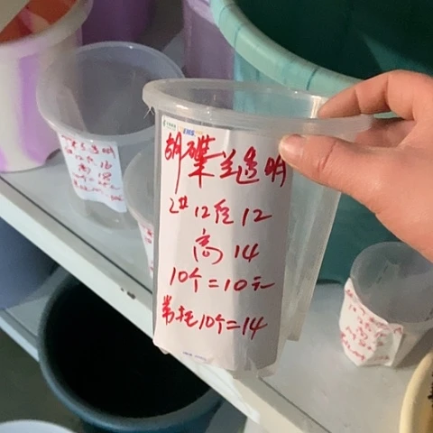 树脂透明12口径10个无托