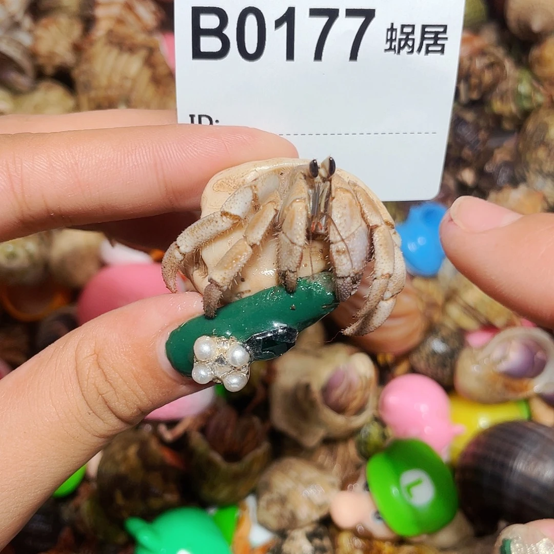 寄居蟹寄居蟹0177
