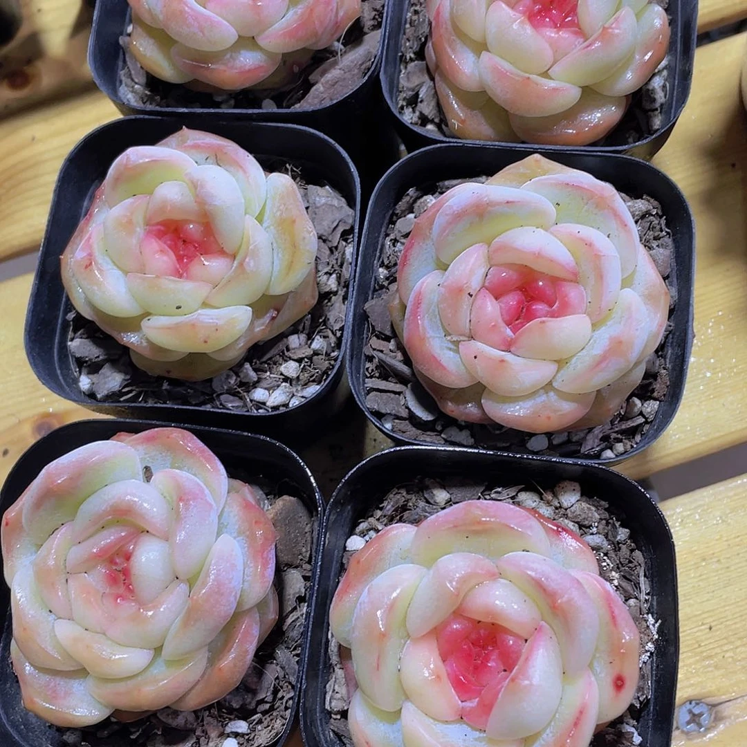 708号 粉团子珍妮单头一个