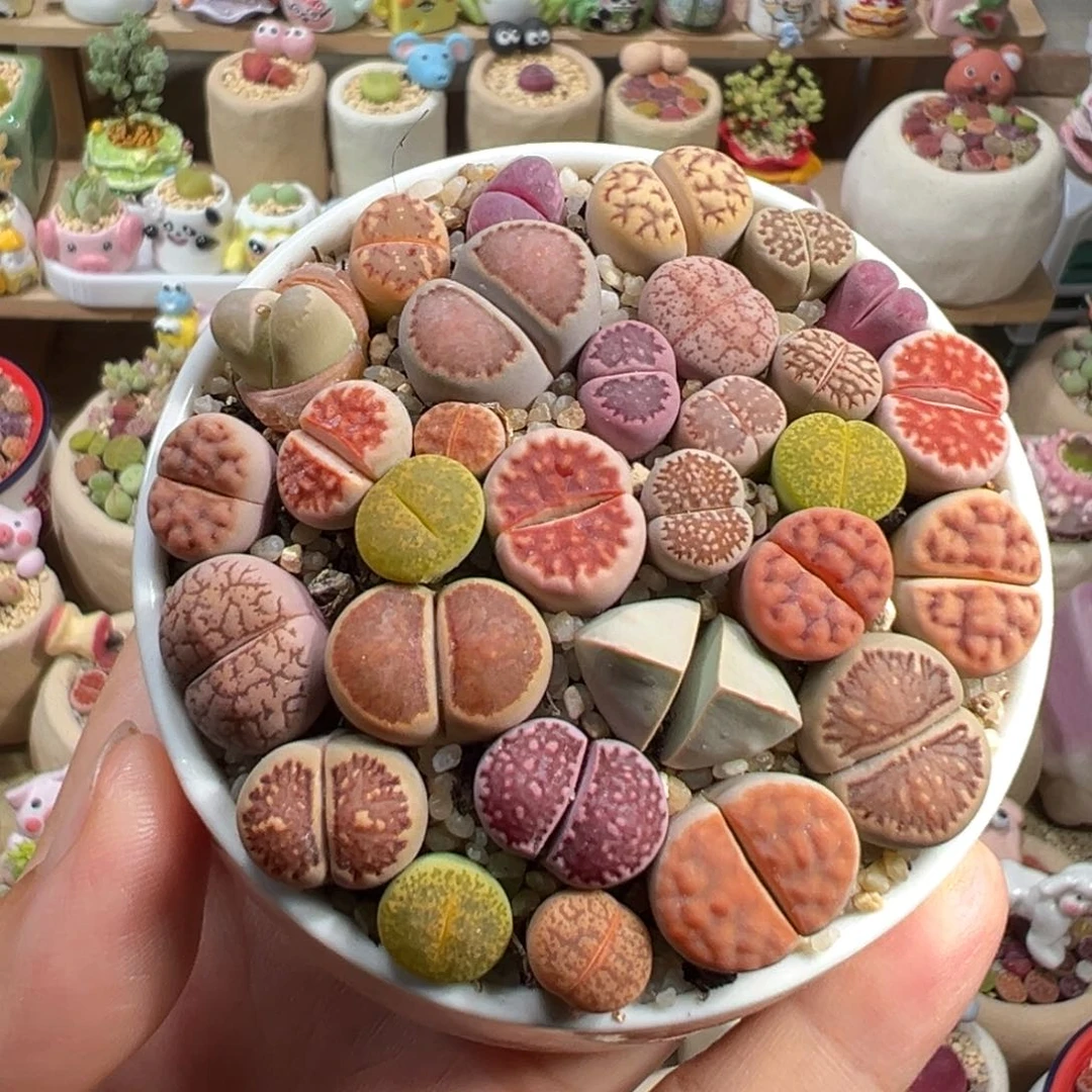 多肉植物272号彩色