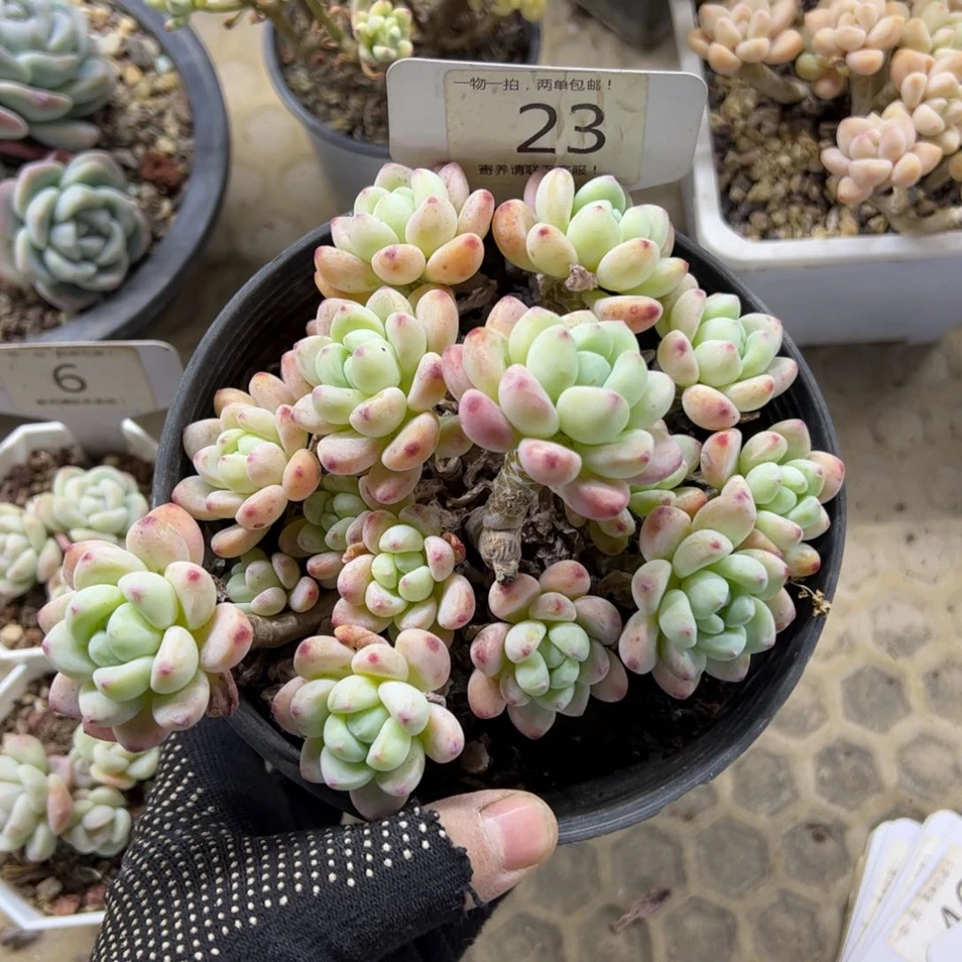 红陶雾*23号多肉植物