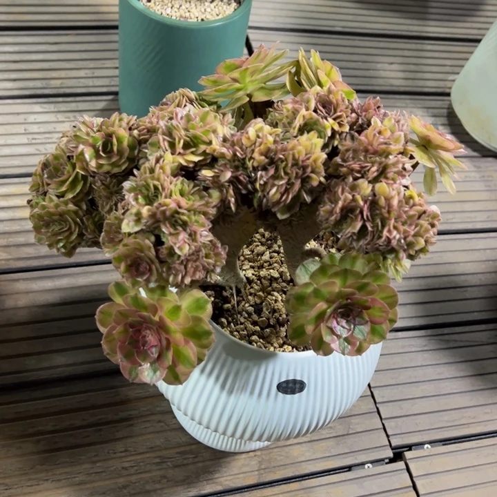 万白缀化00000000