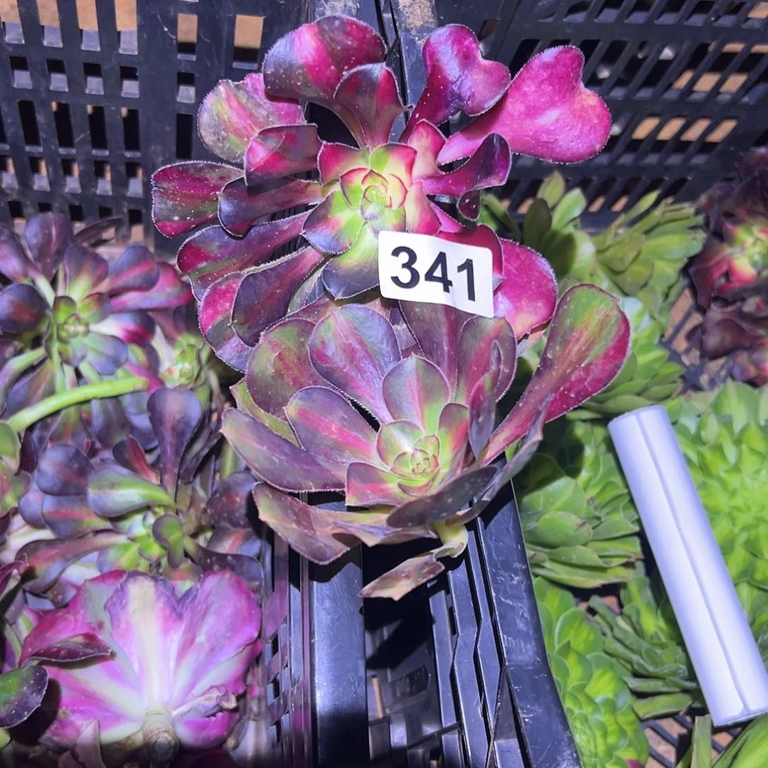 钧***惠精品多肉植物341花蝴蝶
