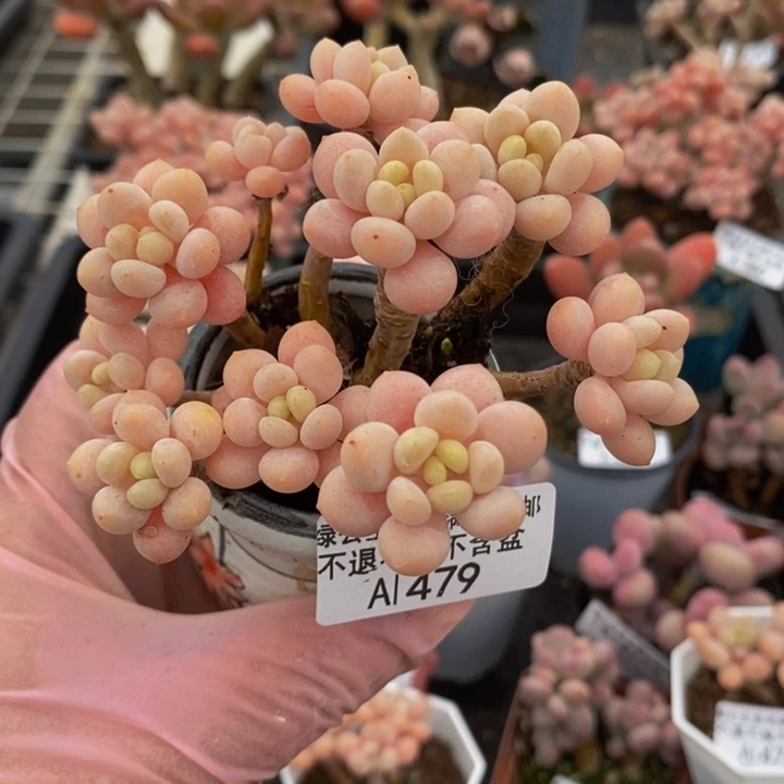 鱼子酱老桩7cm479多肉植物