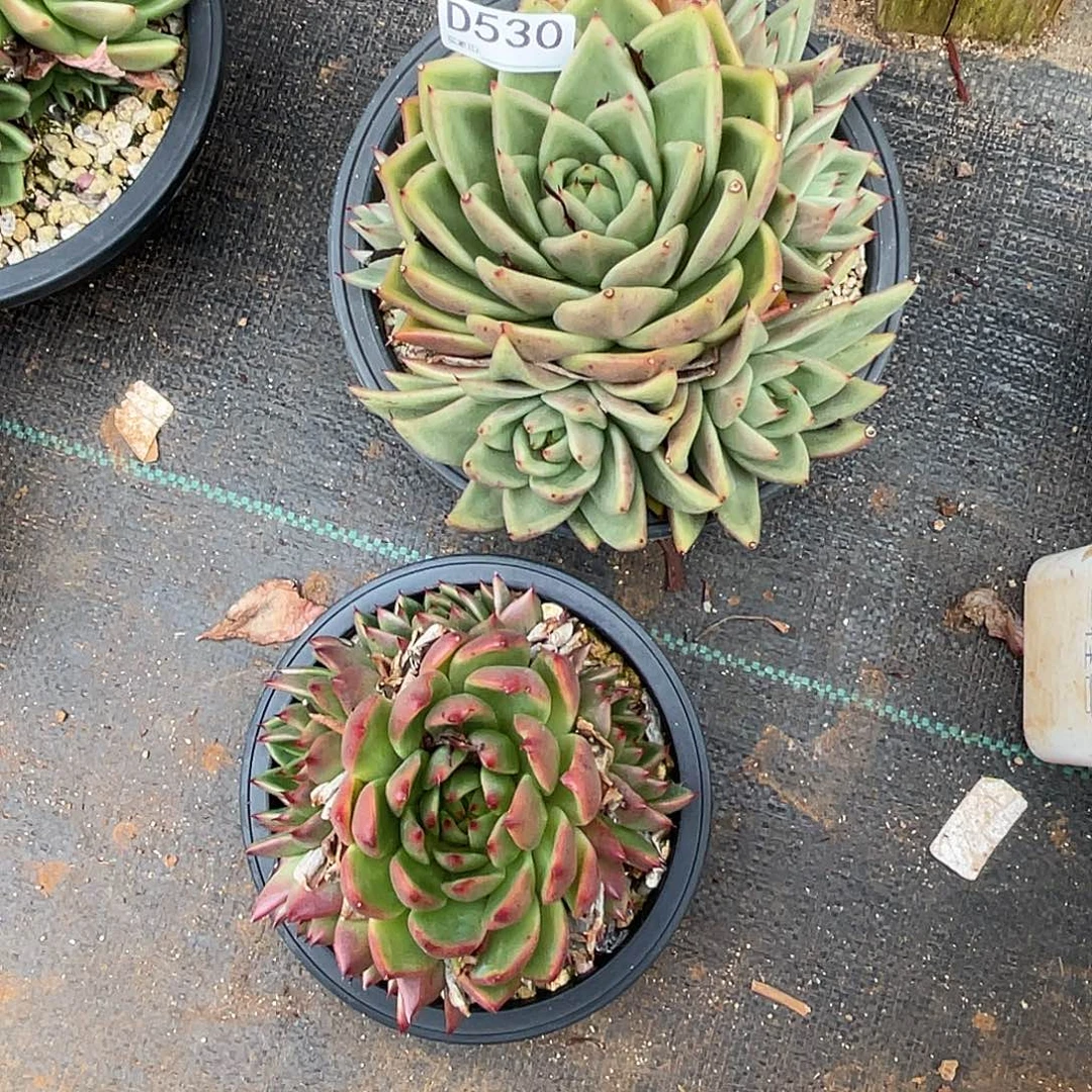 若如东云组拍D530
