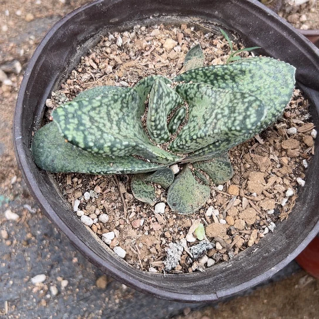 多肉植物蜗牛群生