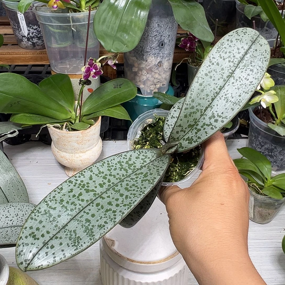 静***石当前无花栽培后可以开花
