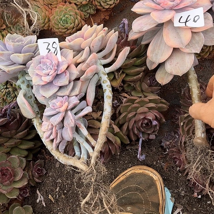 困***。紫乐景38、40号多肉植物精品