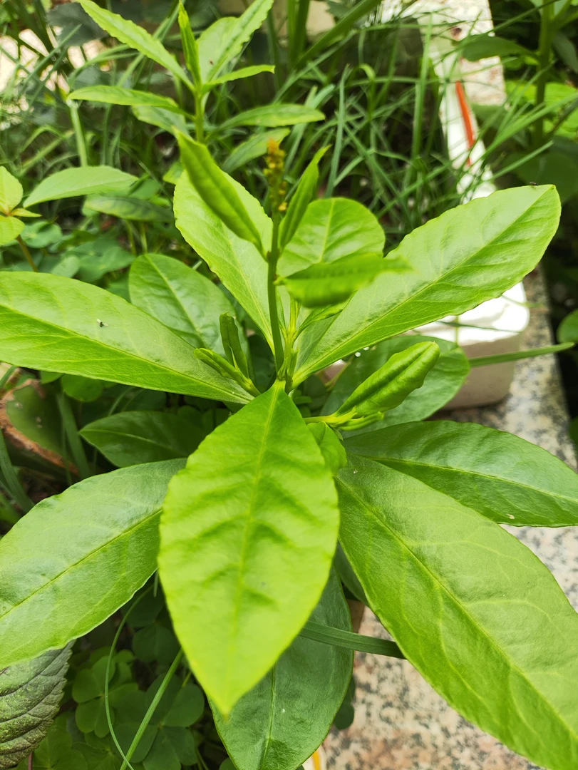 仙人草小苗10cm左右长大会开小小粉色花朵 土人参申时花中医药