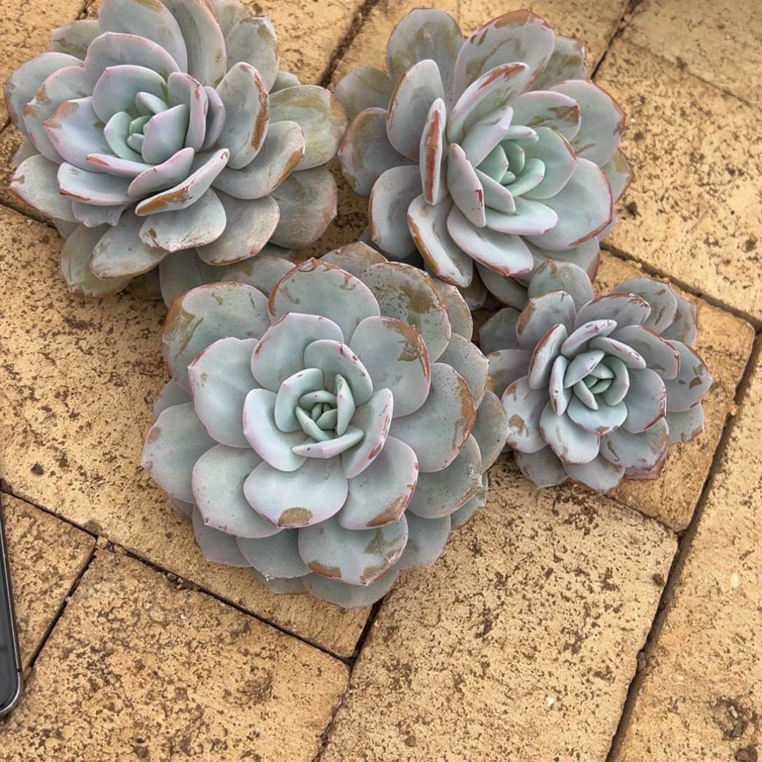 用***2我在你心里到底有没有意义了