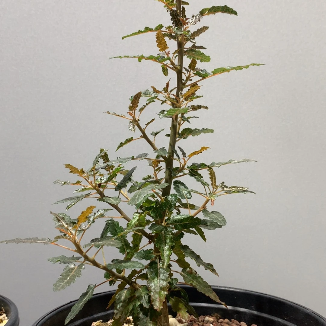 3号索娜乳香实生带盆