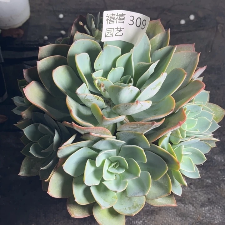 309南宫群多肉植物缀