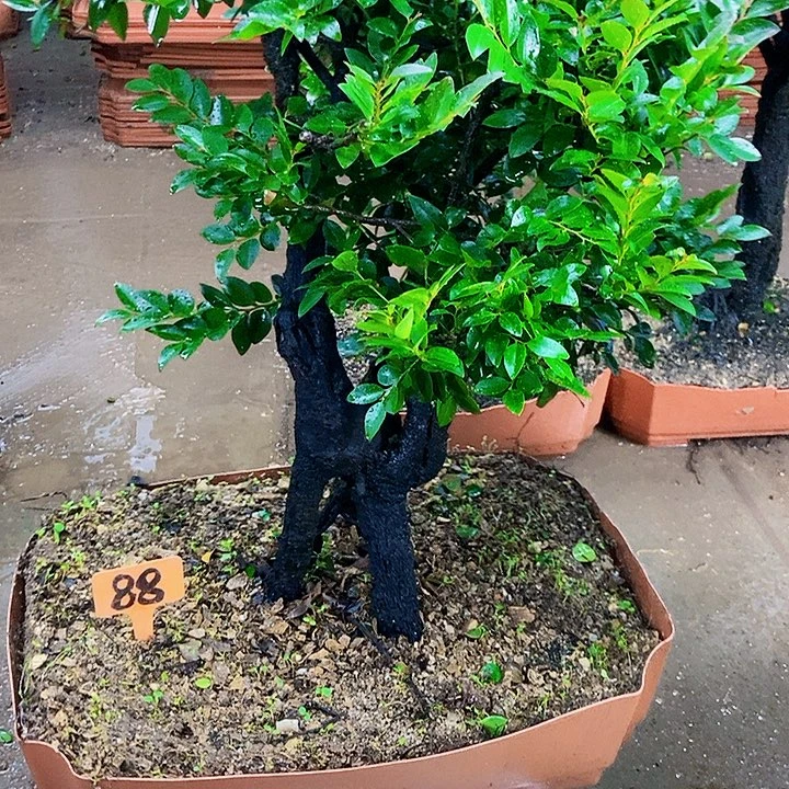 无花朵小叶紫檀木