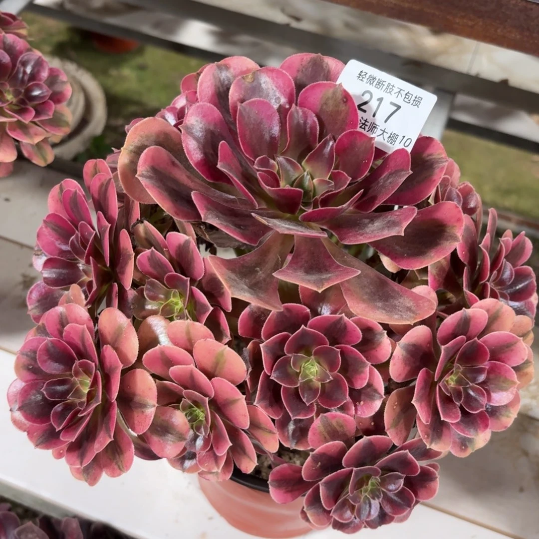 217美杜莎多肉植物法师