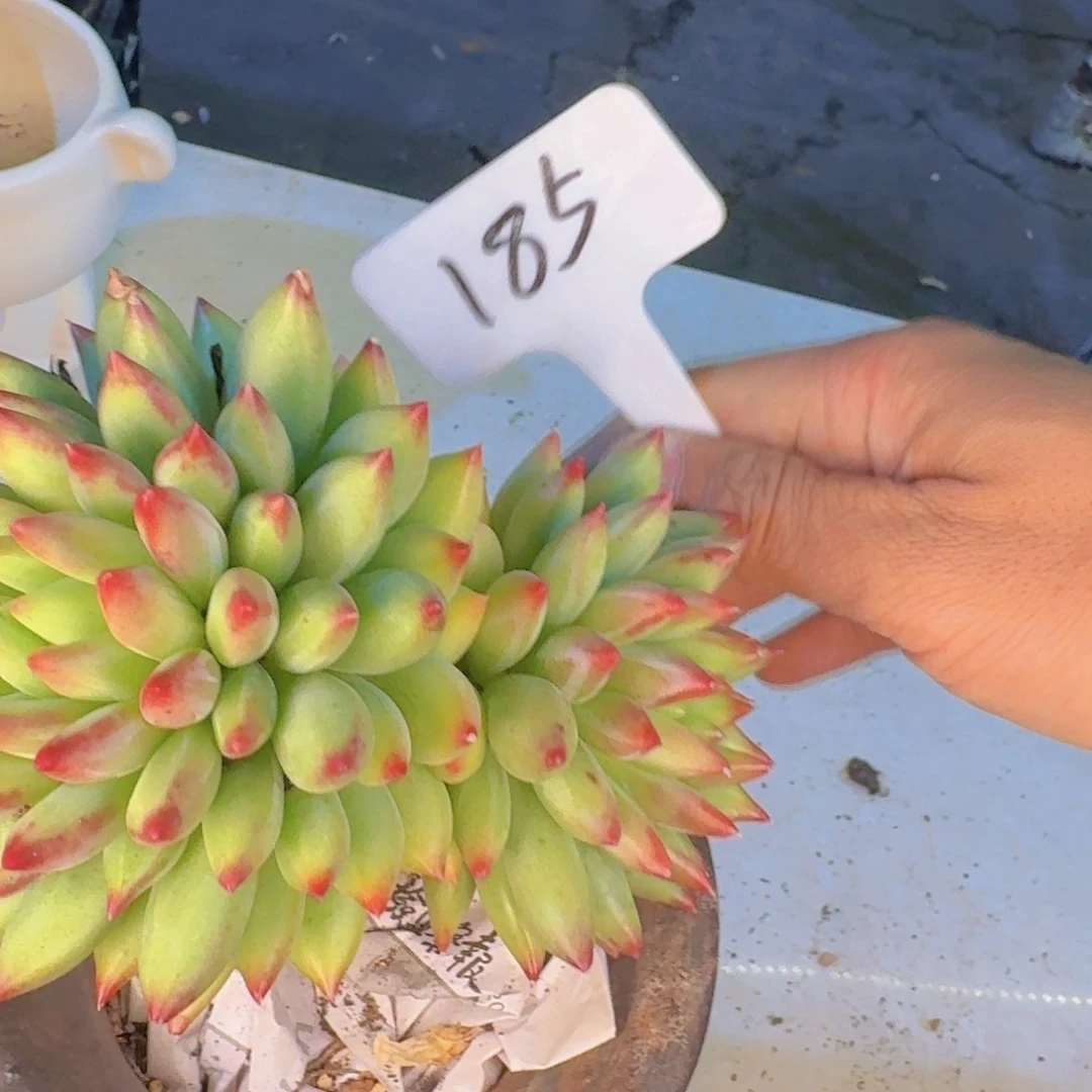 上***）多肉植物的生长发育和