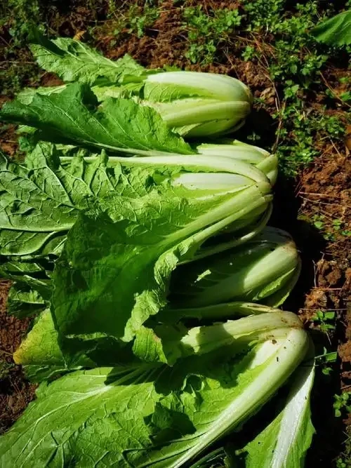 贵州高山白菜苔小白菜红菜苔各一斤混装新鲜蔬菜
