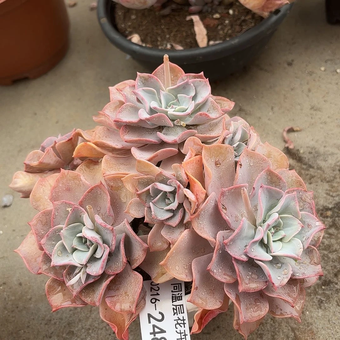 同温层多肉星愿248