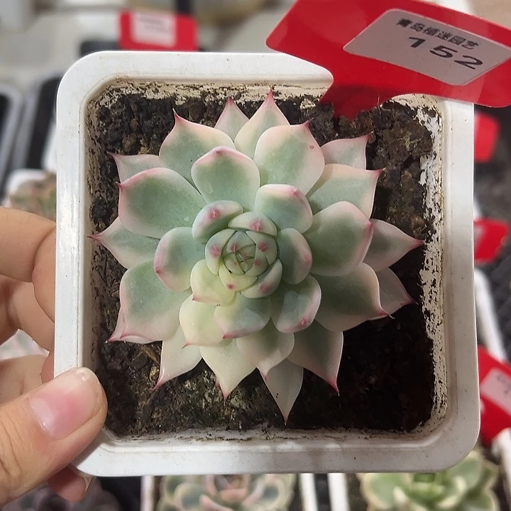 152号吉娃娃锦多肉植物