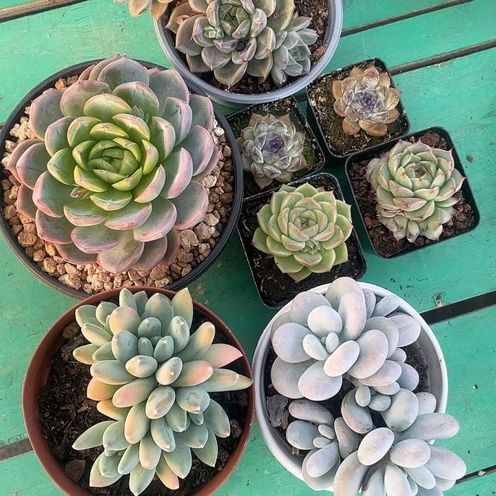 八颗 一物一拍 寄养