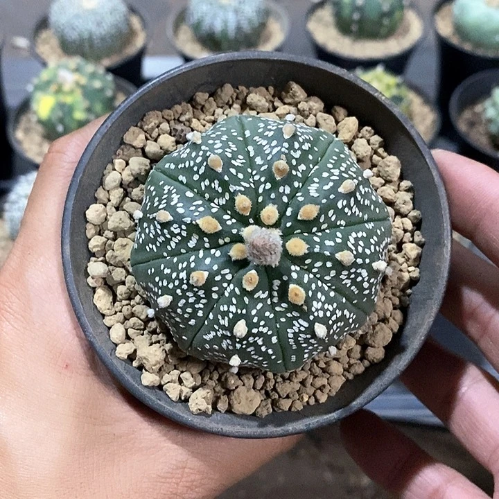 無***名超兜实生脱土发货