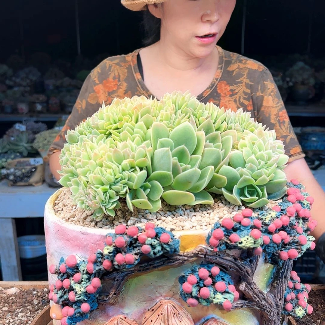 简***活简单生活，星纳塔缀198     肉