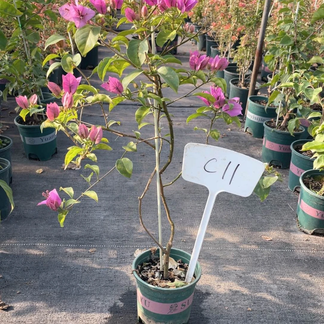 宝***园全部花朵巴西紫C11