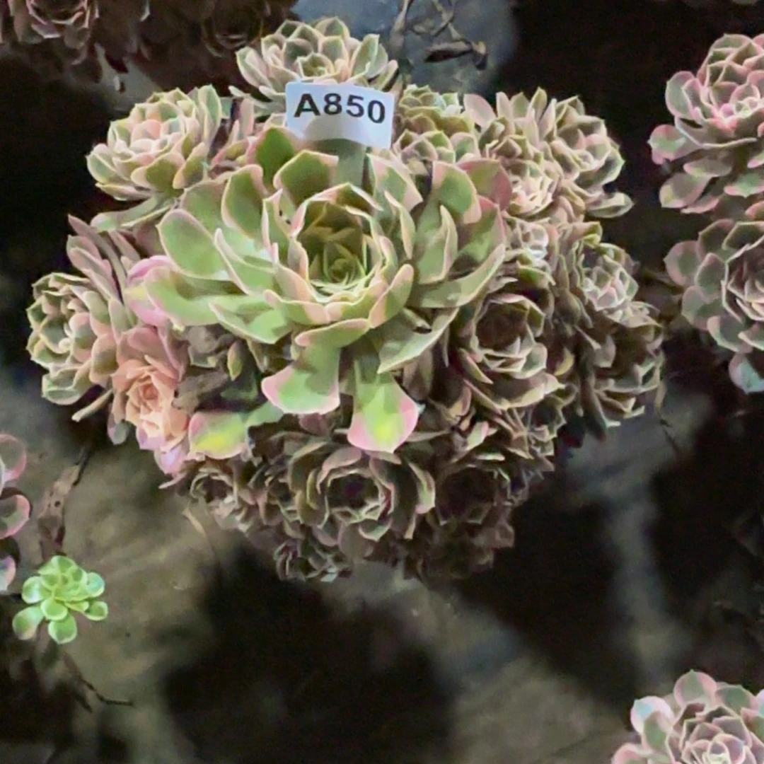 无花朵850妖月法师多肉植物