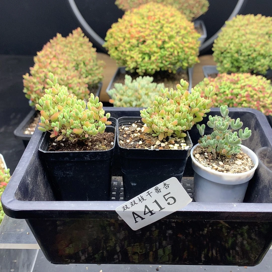 c****t415蜜橘莱斯。