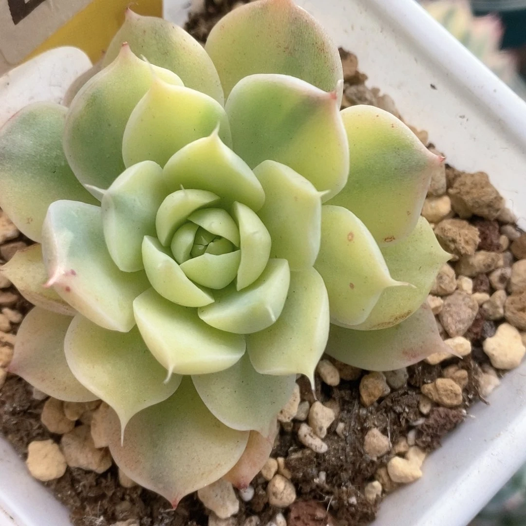 231冰晶玫瑰锦锦锦锦锦