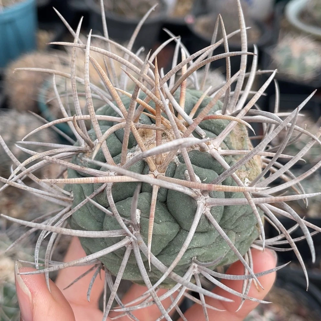 【闪购商品】高木菲冠龙养定根6