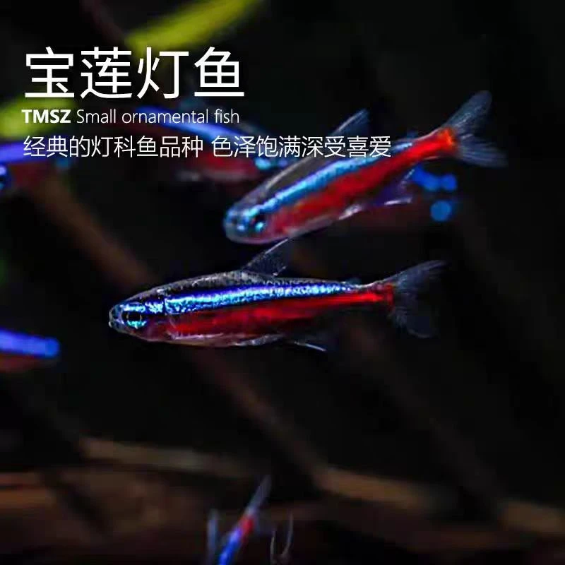 [越南宝莲灯]宝莲灯鱼灯科鱼热带淡水观赏小型水草群游斑马草缸