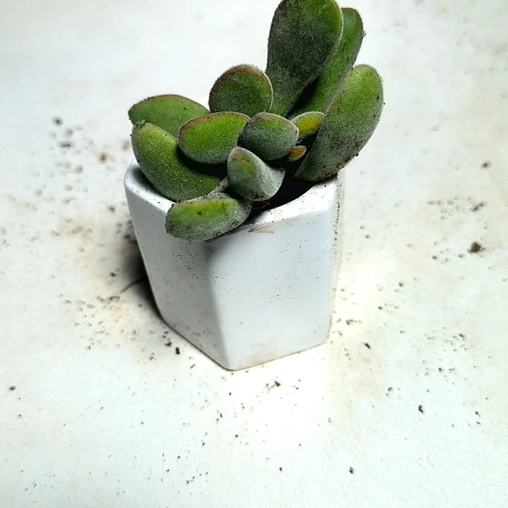 满6元包邮，若歌诗一颗