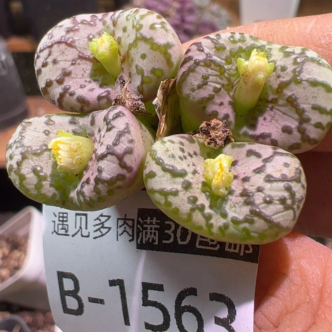 多肉植物111111111111