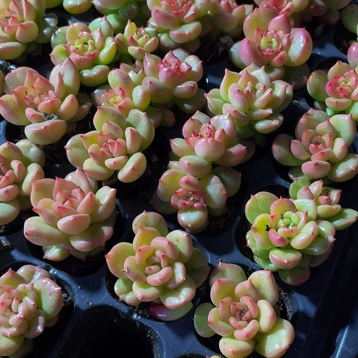 小苹果花1元带土发