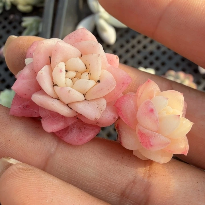 冰月亮锦两个一组全锦