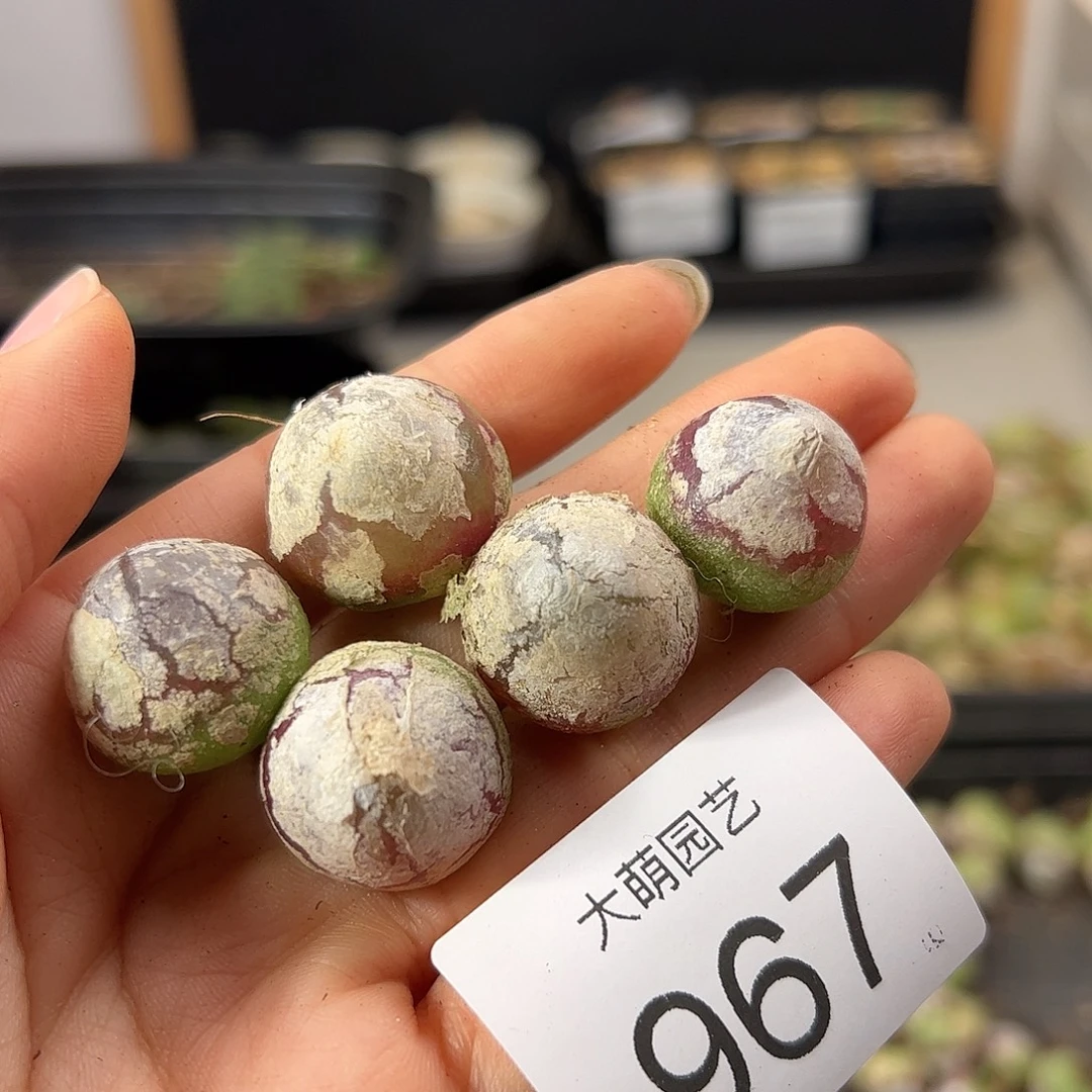 一物一拍              有疤967